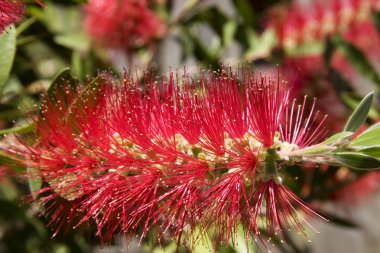 Kırmızı Bottlebrush Blooms