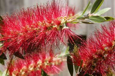 Kırmızı Bottlebrush Blooms