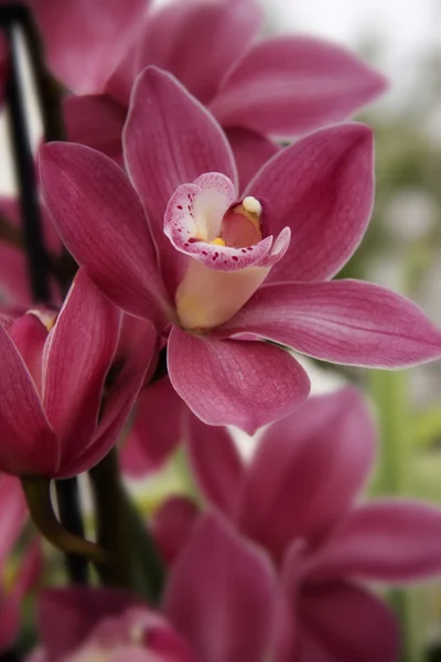 Flores de orquídea púrpura — Foto de Stock