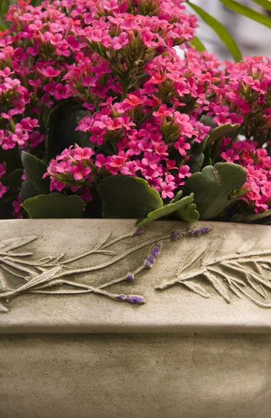 Pink Kalanchoe Flowers