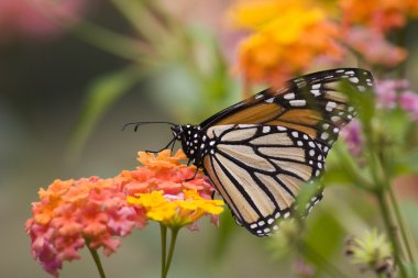 Monarch kelebek lantana üzerinde besleme