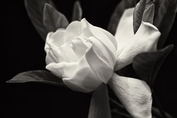 Gardenia blomma i svart och vitt — Stockfoto