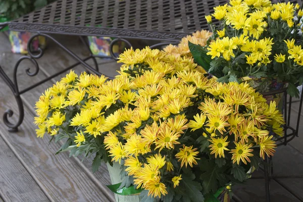 Amarelo Mums em flor — Fotografia de Stock