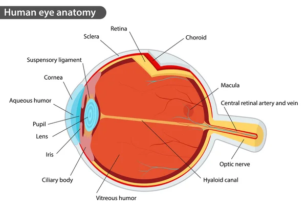 Anatomia dos olhos humanos — Fotografia de Stock