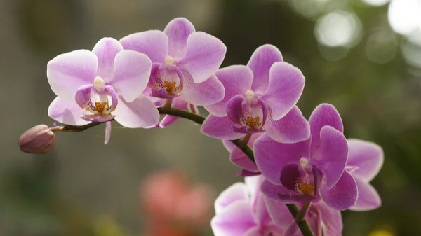 Schöne Orchideen — Stockfoto