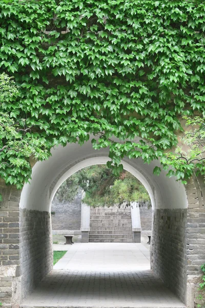 Green leaves on old city wall — Stock Photo, Image