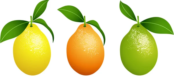 Citrus buah segar - Stok Vektor