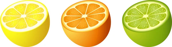 Citrusvruchten knippen — Stockvector