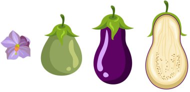 Patlıcan büyüme aşamaları beyazda izole