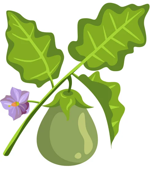 Auberginenzweig Mit Grünen Blättern Und Lila Blüten — Stockvektor