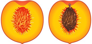 Peach cut in half