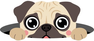 Şirin Pug Dog dikizliyor.