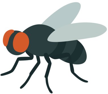 Ev Sineği Yaygın Böcek Böceği