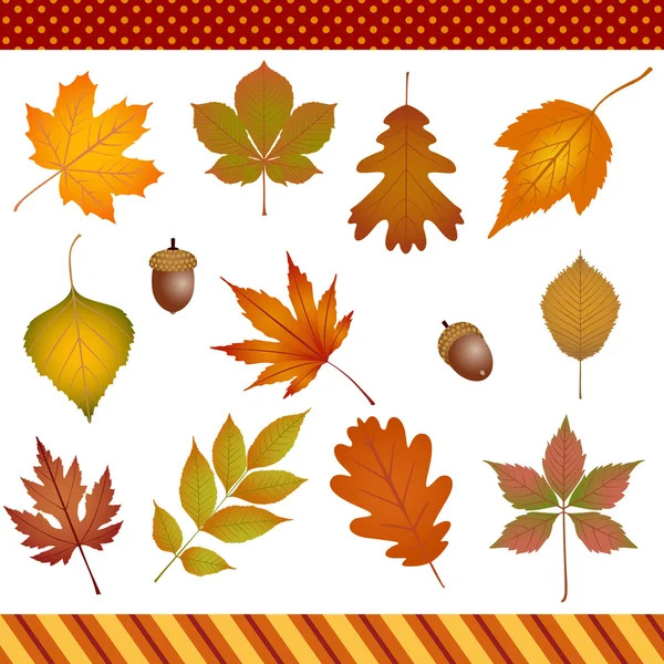 Autumn leaves digital clipart — Stock Vector