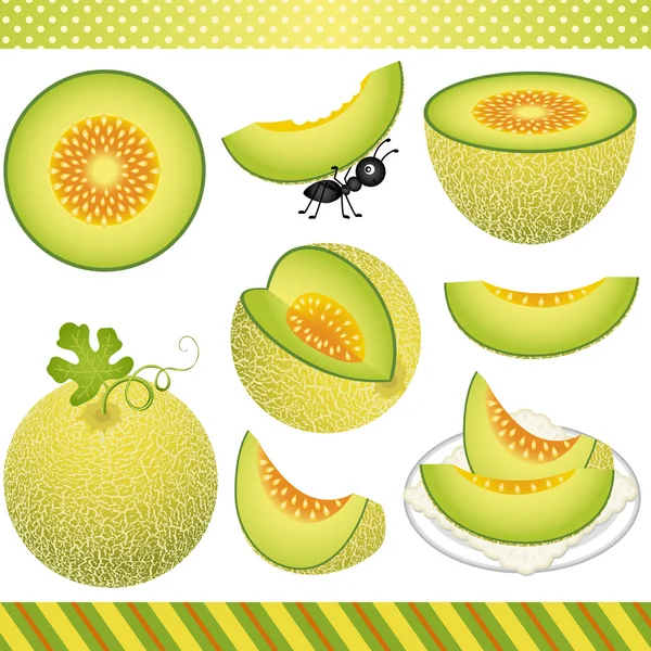 Cantaloupe Melon Digital Clipart — Stock vektor