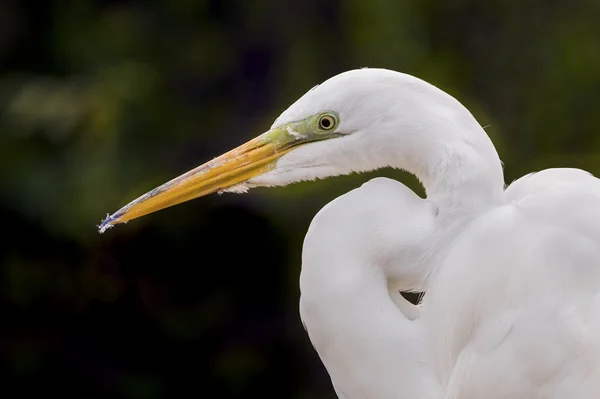 Grande Perfil de Egret — Fotografia de Stock