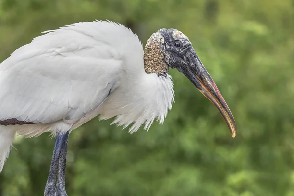 Perfil de cigüeña madera — Foto de Stock