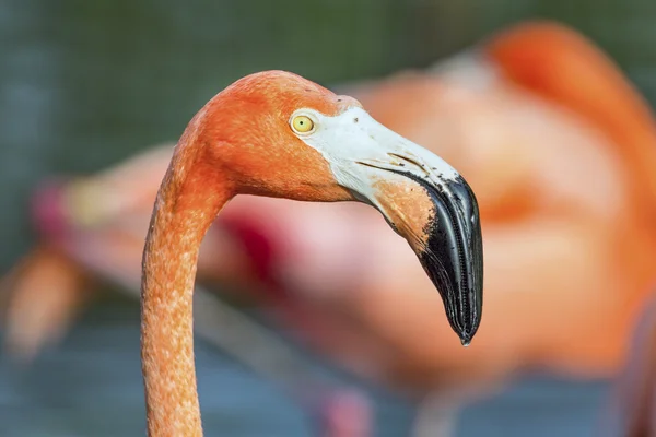 Flamingo profil - med en annan fågel i den mjuka-fokuserad backgorund — Stockfoto