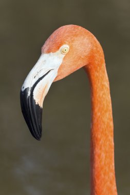  Bir tek renkli flamingo karanlık bir arka plan karşı duruyor.