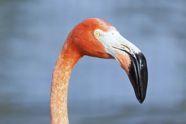 Flamingo fågel med blått vatten Bokeh bakgrund — Stockfoto