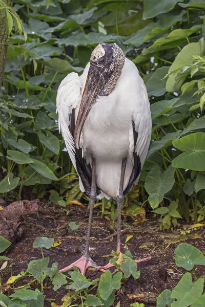 Solitary ibisstork — Stockfoto