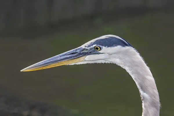 Großer blauer Reiher aus nächster Nähe — Stockfoto