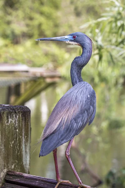 Tricolor Heron on Fence — Stock Photo, Image