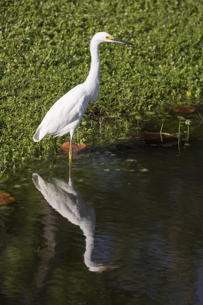 Snowy Egret Reflected on Pond — Stock Photo, Image
