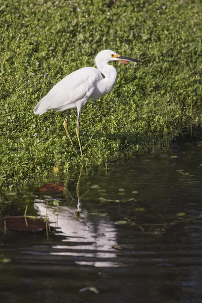Young Snowy Egret Reflection — Stock Photo, Image