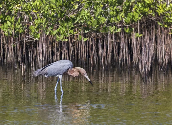 Rödaktig Egret stjälkar byte — Stockfoto