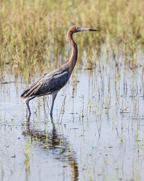 Standing Reddish Egret — Stock Photo, Image