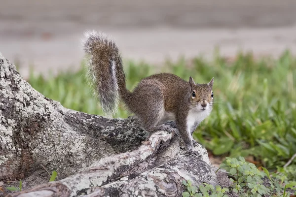 Grauhörnchen auf Baumwurzel — Stockfoto