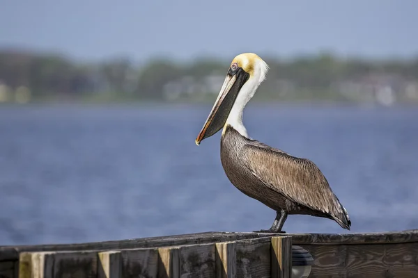 Kahverengi Pelikan profili — Stok fotoğraf