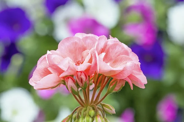 Różowe Geranium backd przez Petunie — Zdjęcie stockowe