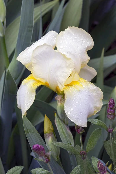 Nasse cremige weiße bärtige Iris — Stockfoto