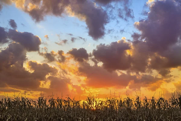 Prachtige Harvest - zonsondergang Cornfield — Stockfoto