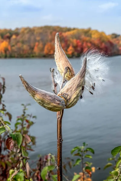 Gossamer Sementes Milkweed Emergem Vagens Longo Lago Forrado Com Árvores Fotos De Bancos De Imagens