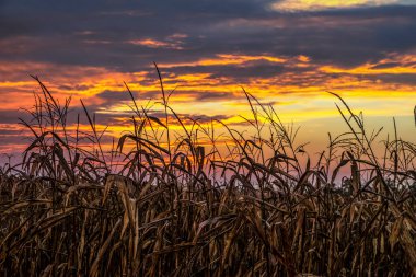 An autumn cornfield is silhouetted by a dramatic and colorful late October sunset sky over Indiana in the Midwest of America. clipart