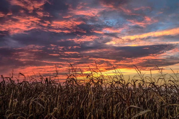 Drammatico Colorato Cielo Tramonto Con Nuvole Drammatiche Cima Campo Grano — Foto Stock