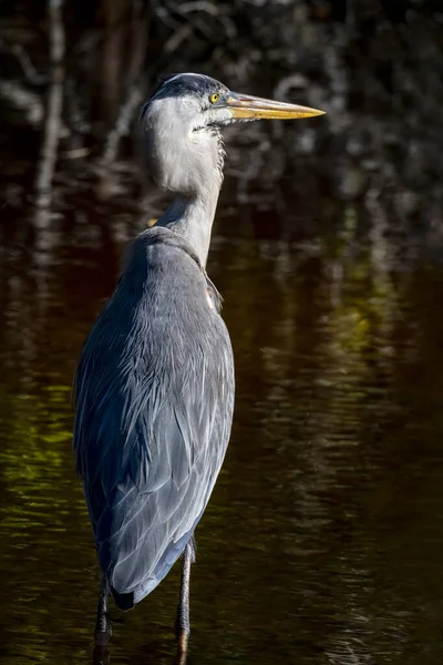 佛罗里达州萨尼伯尔岛 一只巨大的蓝鹭鸟在浅水中涉水涉水 头转向一边 展示着五彩斑斓的后羽毛 — 图库照片