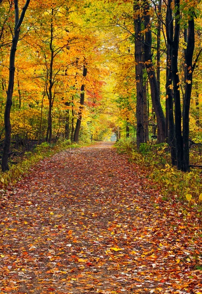 Wandelen in het bos met najaar — Stockfoto