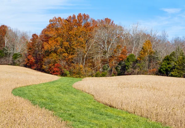 Paso a otoño —  Fotos de Stock