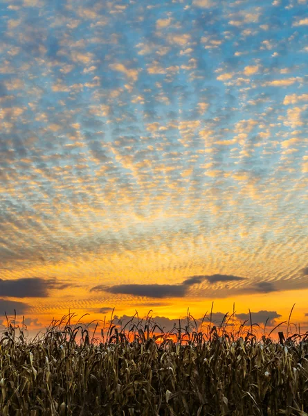 Tramonto del raccolto — Foto Stock