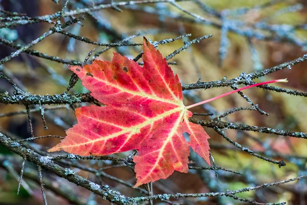 Maple Leaf i kvistar — Stockfoto