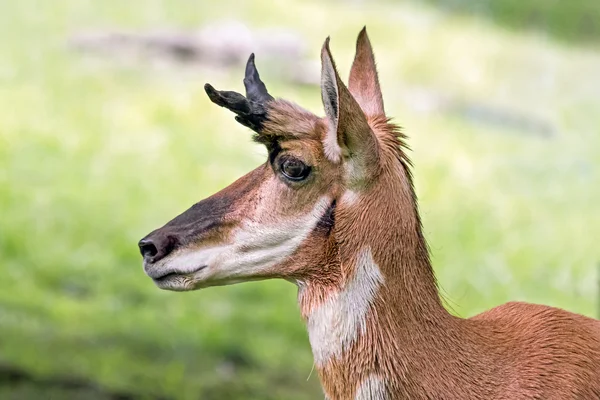 Pronghorn Profile — Stock Photo, Image