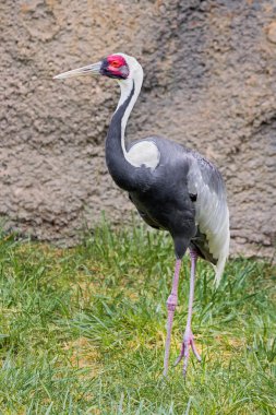 Kırmızı Craned vinç