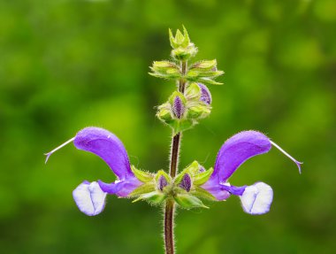 Çayır adaçayı (Salvia pratensis)