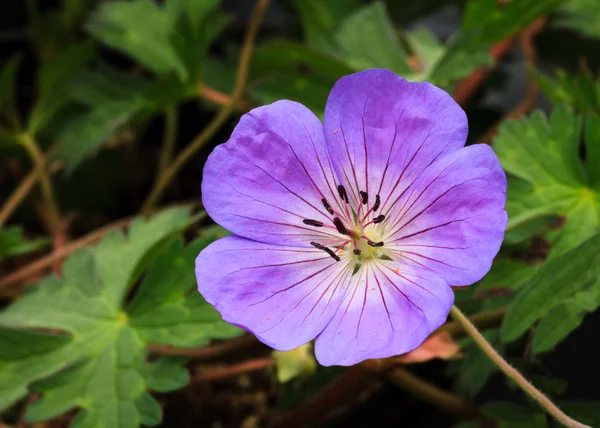 Perennial Geranium Rozanne — Stock Photo, Image