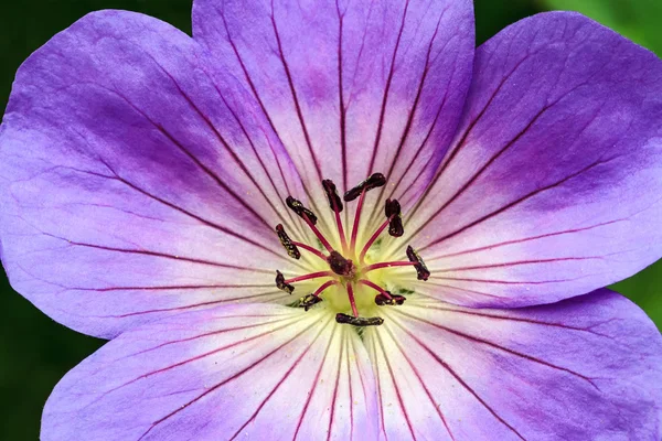 Trvalky geranium rozanne — Stock fotografie