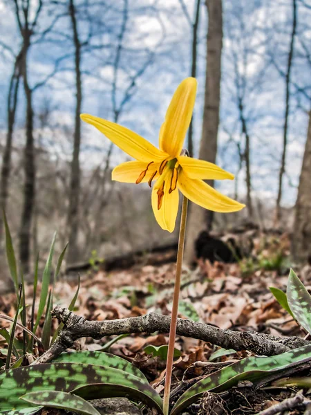 Żółty Trout Lily — Zdjęcie stockowe